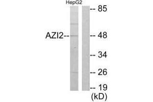 Western blot analysis of extracts from HepG2 cells, using AZI2 antibody. (AZI2 anticorps  (N-Term))