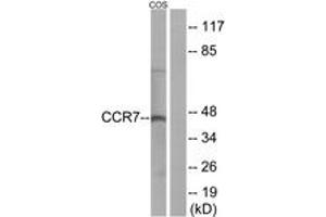Western Blotting (WB) image for anti-Chemokine (C-C Motif) Receptor 7 (CCR7) (AA 170-219) antibody (ABIN2890754) (CCR7 anticorps  (AA 170-219))