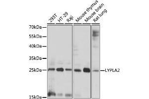 Western blot analysis of extracts of various cell lines, using LYPL antibody (ABIN7268339) at 1:1000 dilution. (LYPLA2 anticorps  (AA 147-231))