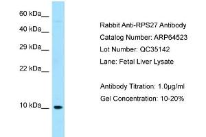 Western Blotting (WB) image for anti-Ribosomal Protein S27 (RPS27) (N-Term) antibody (ABIN971627) (RPS27 anticorps  (N-Term))