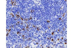 Immunohistochemistry analysis of paraffin-embedded rat spleen using CD284 Monoclonal Antibody at dilution of 1:400.