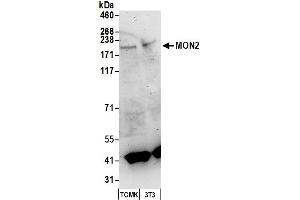 Western Blotting (WB) image for anti-MON2 Homolog (Mon2) (AA 1-50) antibody (ABIN7450456) (Mon2 anticorps  (AA 1-50))