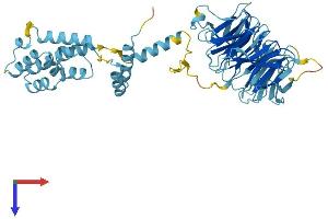 AlphaFold protein structure predicition of Human Recombinant SMU1 Protein, UniprotID Q2TAY7