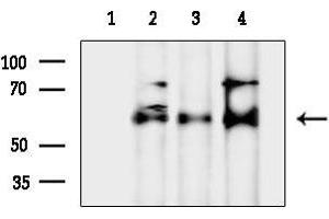 Western blot analysis of lysates from various samples, using Phospho-AK (Ser129) Antibody.