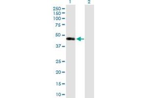 Western Blot analysis of SIRT7 expression in transfected 293T cell line by SIRT7 MaxPab polyclonal antibody. (SIRT7 anticorps  (AA 1-400))