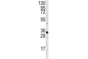 Western blot analysis of MCL1 antibody and Ramos lysate.