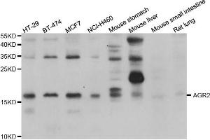Western blot analysis of extracts of various cell lines, using AGR2 antibody (ABIN5975470) at 1/1000 dilution. (AGR2 anticorps)