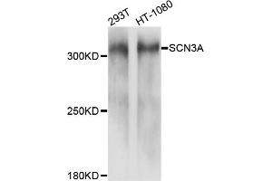 Western blot analysis of extracts of various cell lines, using SCN3A antibody (ABIN6003778) at 1/1000 dilution.