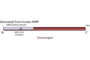 Image no. 2 for anti-Poly (ADP-Ribose) Polymerase 1 (PARP1) (full length) antibody (ABIN967515) (PARP1 anticorps  (full length))