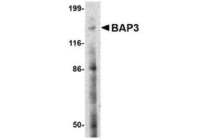 Western blot analysis of BAP3 in SK-N-SH cell lysate with AP30122PU-N BAP3 antibody at 2 μg/ml. (BAIAP3 anticorps  (N-Term))