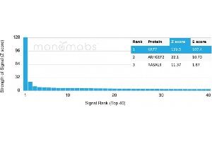 Analysis of Protein Array containing more than 19,000 full-length human proteins using Cytokeratin 7 Monospecific Recombinant Mouse Monoclonal Antibody (rOV-TL12/30).