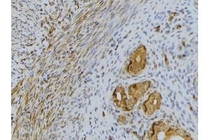 ABIN6276487 at 1/100 staining Human uterus tissue by IHC-P. (RNASE13 anticorps  (Internal Region))