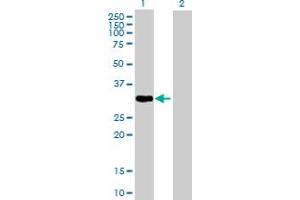 Western Blot analysis of PLSCR1 expression in transfected 293T cell line by PLSCR1 MaxPab polyclonal antibody.