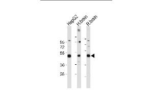All lanes : Anti-DUSP6 Antibody (Center) at 1:2000 dilution Lane 1: HepG2 whole cell lysate Lane 2: Human brain tissue lysate Lane 3: Rat brain tissue lysate Lysates/proteins at 20 μg per lane. (DUSP6 anticorps  (AA 58-89))