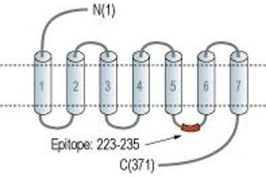anti-Galanin Receptor 2 (GALR2) (3rd Intracellular Loop), (AA 223-235) antibody