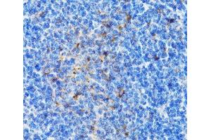 Immunohistochemistry of paraffin-embedded Mouse spleen using PSMD10 Polyclonal Antibody at dilution of 1:100 (40x lens). (PSMD10 anticorps)