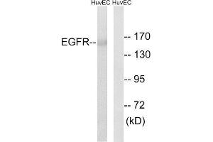 Western Blotting (WB) image for anti-Epidermal Growth Factor Receptor (EGFR) (Ser1026) antibody (ABIN1848177) (EGFR anticorps  (Ser1026))