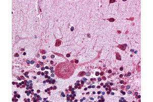Anti-HSP90AB1 antibody IHC of human brain, cerebellum.