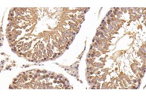 Detection of HSP90aA1 in Rat Testis Tissue using Polyclonal Antibody to Heat Shock Protein 90 kDa Alpha A1 (HSP90aA1)