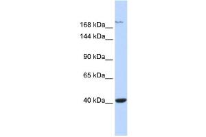 WB Suggested Anti-GRIN2A Antibody Titration:  0. (NMDAR2A anticorps  (Middle Region))