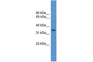 WB Suggested Anti-OR1J1 Antibody Titration: 1. (OR1J1 anticorps  (C-Term))