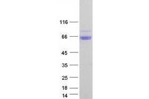 Validation with Western Blot (Arylsulfatase A Protein (ARSA) (Transcript Variant 4) (Myc-DYKDDDDK Tag))