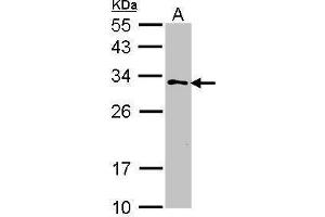 WB Image Sample (30 ug of whole cell lysate) A: 293T 12% SDS PAGE antibody diluted at 1:1000 (GSTZ1 anticorps)