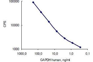 Image no. 3 for anti-Glyceraldehyde-3-Phosphate Dehydrogenase (GAPDH) antibody (ABIN284439) (GAPDH anticorps)