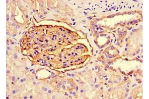 Immunohistochemistry of paraffin-embedded human kidney tissue using ABIN7163728 at dilution of 1:200 (PODXL anticorps)