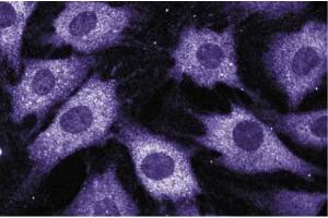 Immunofluorescence staining of C3H/10T1/2 cells (Mouse embryonic fibroblasts, ATCC CCL-226). (NCF2 anticorps  (AA 317-469))