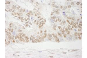 Immunohistochemistry (IHC) image for anti-Cofactor of BRCA1 (COBRA1) (AA 530-580) antibody (ABIN7448942) (COBRA1 anticorps  (AA 530-580))