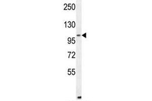 ALDH1L2 antibody western blot analysis in mouse NIH3T3 lysate (ALDH1L2 anticorps  (AA 743-772))