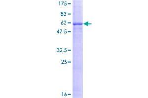Image no. 1 for Asialoglycoprotein Receptor 1 (ASGR1) (AA 1-291) protein (GST tag) (ABIN1345846)