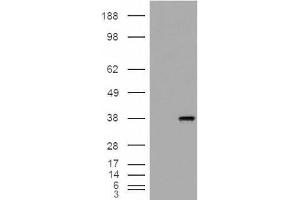 Immunohistochemistry (IHC) image for anti-Monoglyceride Lipase (MGLL) (Internal Region) antibody (ABIN2465954) (MGLL anticorps  (Internal Region))