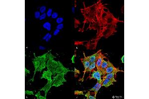 Immunocytochemistry/Immunofluorescence analysis using Mouse Anti-ASIC1 Monoclonal Antibody, Clone S271-44 . (ASIC1 anticorps  (AA 460-526) (Biotin))
