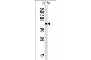 Western blot analysis in CEM cell line lysates (35ug/lane). (PTPN2 anticorps  (C-Term))