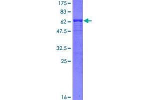 Image no. 1 for HCLS1 Associated Protein X-1 (HAX1) (AA 1-279) protein (GST tag) (ABIN1306379)