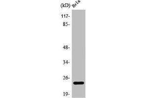 Western Blot analysis of COLO205 cells using PPP1R14D Polyclonal Antibody