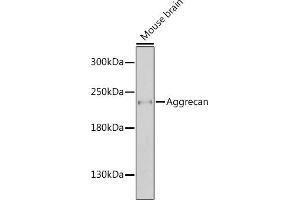 Western blot analysis of extracts of mouse brain, using Aggrecan antibody  at 1:1000 dilution. (Aggrecan anticorps  (AA 350-450))