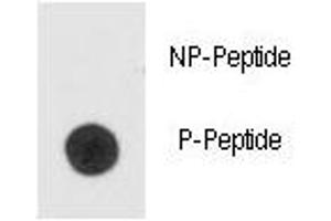 Dot blot analysis of phospho-Bad antibody.