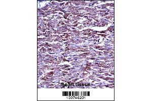 MMP15 Antibody immunohistochemistry analysis in formalin fixed and paraffin embedded human heart tissue followed by peroxidase conjugation of the secondary antibody and DAB staining.