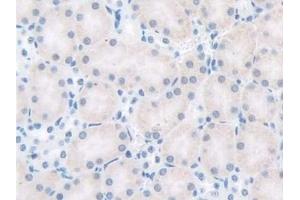 Detection of GnRH in Mouse Kidney Tissue using Polyclonal Antibody to Gonadotropin Releasing Hormone (GnRH)