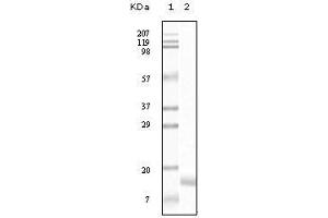 Western Blot showing SNCG antibody used against truncated SNCG recombinant protein. (SNCG anticorps)