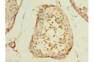 Immunohistochemistry of paraffin-embedded human testis tissue using ABIN7150462 at dilution of 1:100 (POLR3E anticorps  (AA 1-260))