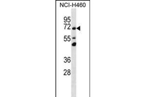 T Antibody (N-term) (ABIN656337 and ABIN2845637) western blot analysis in NCI- cell line lysates (35 μg/lane). (TMEM181 anticorps  (N-Term))