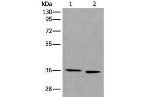 Western blot analysis of 293T and Hela cell lysates using CDC123 Polyclonal Antibody at dilution of 1:550 (CDC123 anticorps)