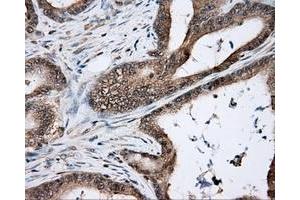 Immunohistochemical staining of paraffin-embedded Kidney tissue using anti-NIT2 mouse monoclonal antibody.