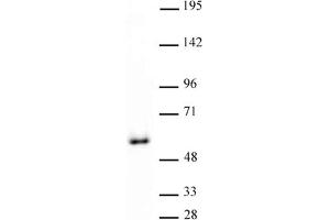 GATA-4 antibody (pAb) tested by Western blot. (GATA4 anticorps  (C-Term))