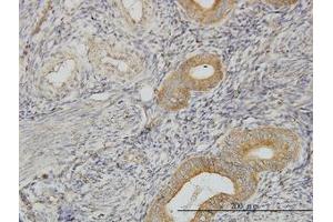 Image no. 3 for anti-PIH1 Domain Containing 1 (PIH1D1) (AA 1-291) antibody (ABIN599262) (PIH1D1 anticorps  (AA 1-291))