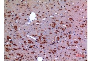 Immunohistochemistry (IHC) analysis of paraffin-embedded Rat Brain, antibody was diluted at 1:100. (HSP90 anticorps  (Lys284, Lys292))
